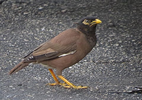 The UEA researchers, who had partnered with the University of Agriculture in Pakistan, tested 167 myna birds from eight places in Pakistan’s Faisalabad region. Credit: Susan Young/Flickr