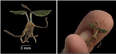The worlds’ smallest terrestrial fern Ophioglossum malviae, which is almost of the size of the human finger nail. 