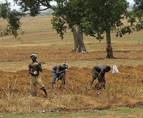 Farmers working in a field in central Nigeria    Credit: Wikimedia Commons