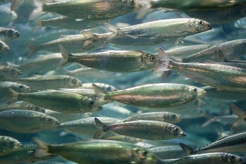Sustained ocean warming could greatly reduce catches of fish like these herring photographed off Norway. Jacob Botter, CC BY