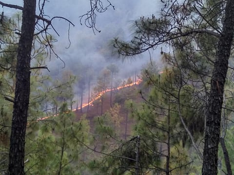 Most of the forest fires between 2003 and 2016 have occurred in open forests. Credit: Wikimedia