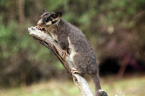 A Leadbeater's Possum, one of the marsupial species whose numbers have declined at an alarming rate in the forest near Melbourne    Credit: Flickr 