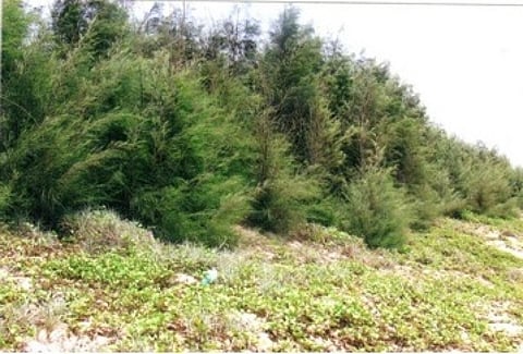 A Casuarina plantation on the dune at Rajjakamangalam beach 