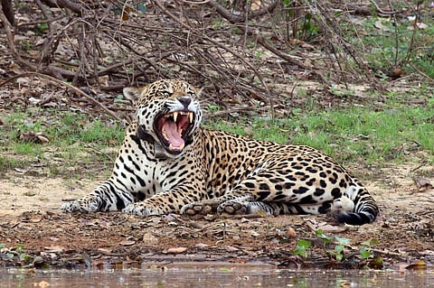 A Jaguar from the Amazon        Credit: Wikimedia Commons