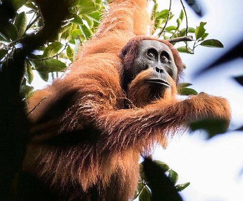 A Tapanuli Orangutan. Maxime Aliaga