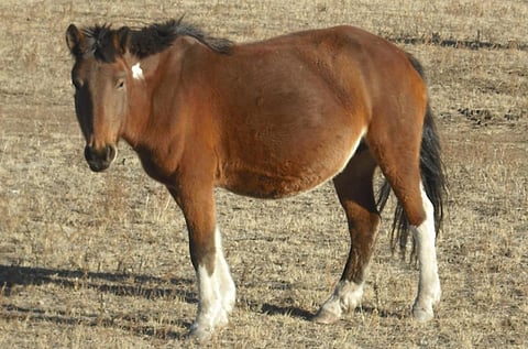 A Mongol Horse     Credit: Wikimedia Commons