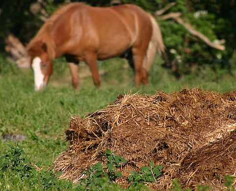 The risk of antibiotic residue being passed on to the excreta is huge. Credit: Wikimedia Commons