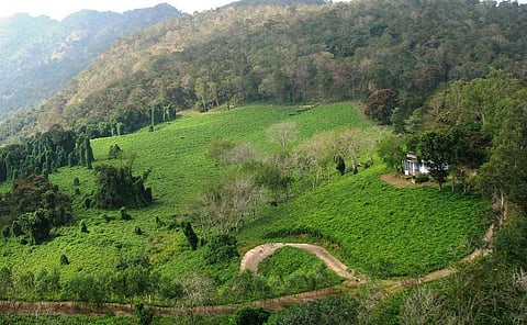 The well-grown trees covered by the climber are seen in this panoramic photo       Credit: V Sundararaju