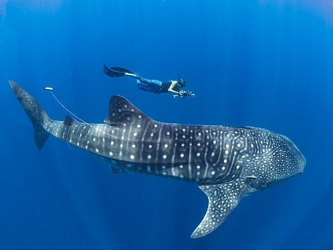 Lead author Stella Diamant with a tagged shark       Credit: Simon J Pierce, www simonjpierce.com 