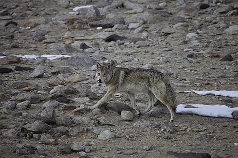 A Himalayan Wolf       Credit: Smanla Tsering