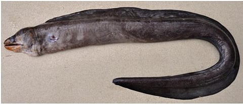 Specimen of the Odishi Eel (scientific name-Gymnothorax odishi) was discovered in the Bay of Bengal. 
