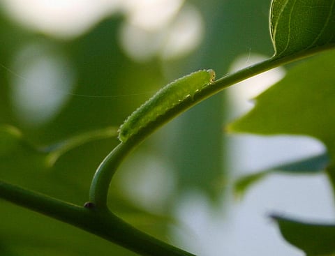 A bioinsecticide – spinosad – can help control mosquitoes that spread filariasis. Credit: daBinsi/Flickr