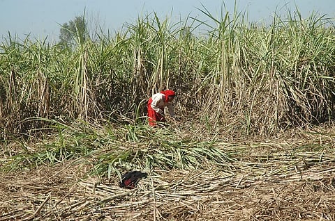 Of all the states, Uttar Pradesh has the highest sugarcane dues with reportedly more than Rs 12,500 crore yet to be paid by sugar mills to the farmers. Credit: Samrat Mukherjee 