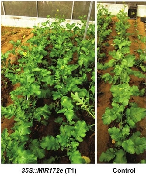 By increasing the expression of this microRNA, the researchers have developed an early flowering transgenic plant of Indian mustard cultivar Brassica junceacv.