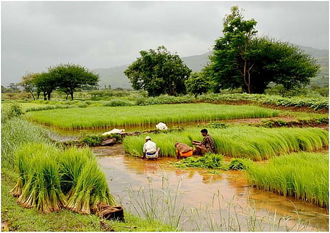 More production does not mean more income for the farmers. Credit: Wikimedia Commons