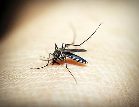 In 2016, the WHO had identified 21 countries where they could eliminate malaria by 2020. Credit: 41330/Pixabay