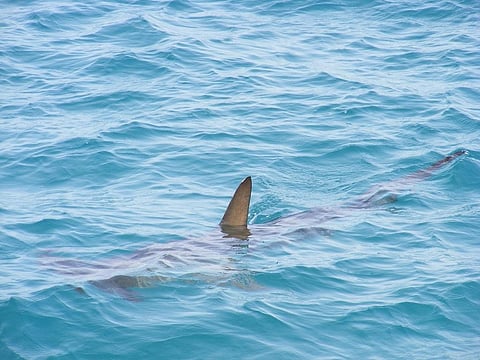 Dried shark fin used to be exported from India as dried fish. Credit: alondav/Flickr