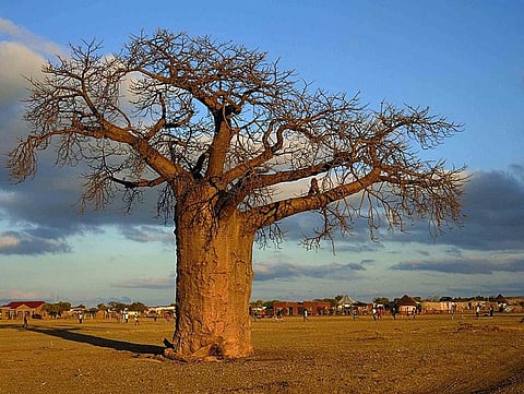 A baobab tree sheds its leaves in the dry season to require less water. Credit: Wikimedia Commons