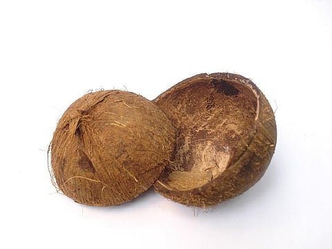 After tyres, shells such as coconut shells and egg shells were the second biggest mosquitoe breeding sites. Source: Pixabay 