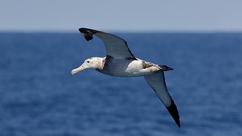 Albatrosses are large seabirds found widely in the southern hemisphere. Credit: Ed Dunens/Flickr