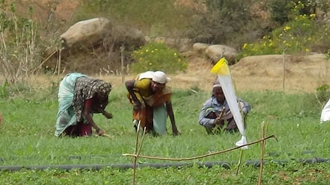 The main purpose behind voice calls is to improve the adoption rate among farmers. Credit: Ati Aniruddh