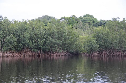Mangroves are being cleared for the rapid expansion of the capital city, Libreville. Credit: Worldbank Gabon/Flickr