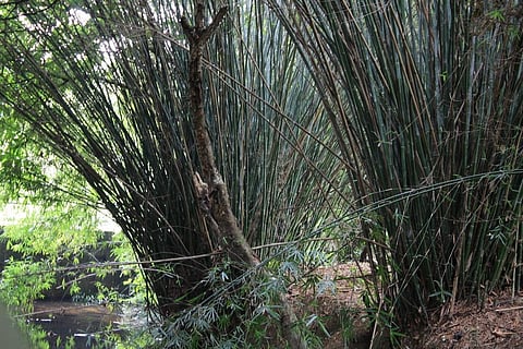 A bamboo grove           Credit: Wikimedia Commons