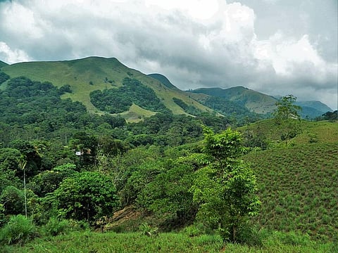 Forests of the Western Ghats          Credit: Wikimedia Commons