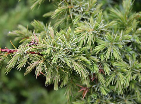 Juniper, a wild plant mentioned in the report          Credit: Wikimedia Commons