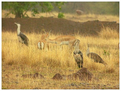 Great Indian Bustards in Solapur, Maharashtra            Credit: Wikimedia Commons