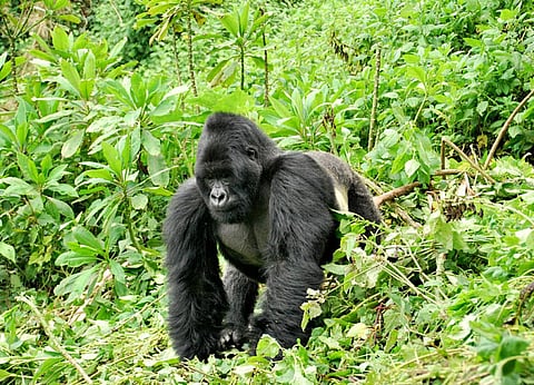 A silverback in Rwanda's Volcanoes National Park         Credit: Wikimedia Commons