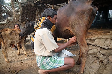 Indian animal rights activists, including Union Minister Maneka Gandhi have decried the use to oxytocin to enhance milk yield in cattle         Credit: Flickr