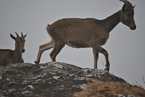 Nilgiri Tahr      Credit: ATREE