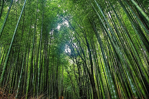 A bamboo forest            Credit: Flickr