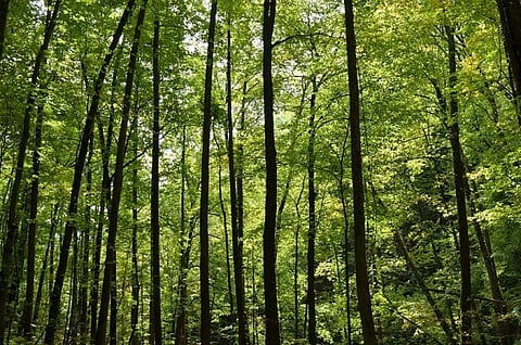 The FRA has a provision for turning forest villages into revenue villages so that civic facilities reach these areas.Credit: Agnimirh Basu/CSE