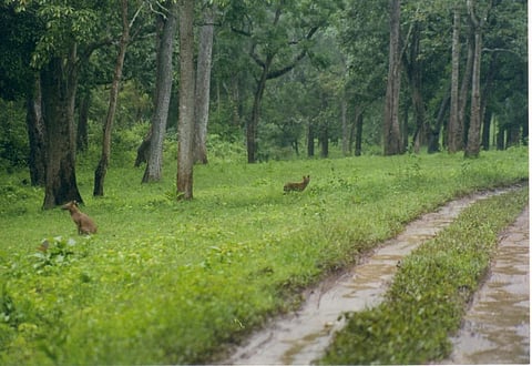 40% of the extreme rural poor – around 250 million people – live in forest and savannah area. CRedit: Wikimedia Commons