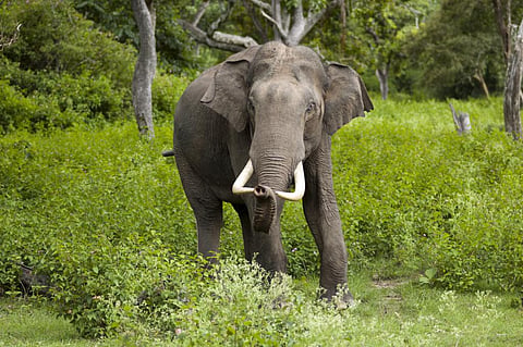 Of the 10,000 cases, more than 9,400 involved crop and property damage. Credit: Wikimedia Commons