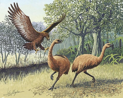 A pair of Giant Moa, that went extinct after the Maori arrived in New Zealand, being attacked by a Giant Haast's Eagle, also extinct now          Credit: Wikimedia Commons