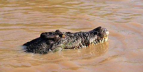 A saltwater crocodile in Australia        Credit: Flickr