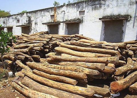 The IUCN has urged that the red sanders be sustainably harvested. Credit: Wikimedia Commons 