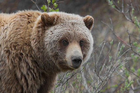 A Grizzly      Credit: Wikimedia Commons