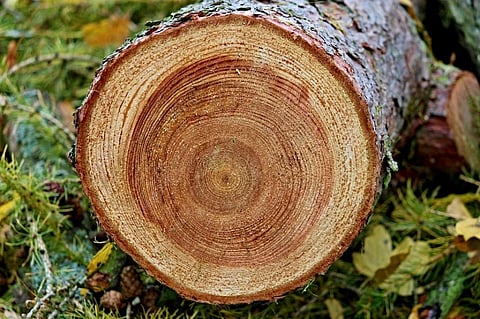 Tree-ring cellulose oxygen isotope are dependent on precipitation and humidity- both of which are linked to monsoonal changes in the region. Credit: Max Pixel
Tree rings and monsoon