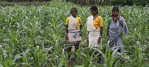 Baiga women of Pauri stand in a plot where ecological agriculture is being practised 
Credit: Vikas Chaudhary