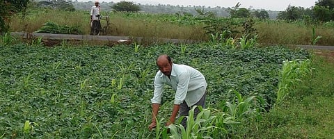 Small and mid-sized farmers located in hilly regions and tribal belts find it difficult to access the market. Credit: Jitendra Choubey 