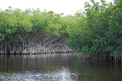 The researchers found acrylflavine, fluoroquinolone, beta-lactamase and methilicin resistant genes in microbial populations in mangrove ecological systems. Credit; Pat (Cletch) Williams/Flickr 