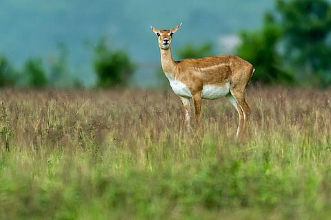 A female in Ganjam district      Credit: Wikimedia Commons