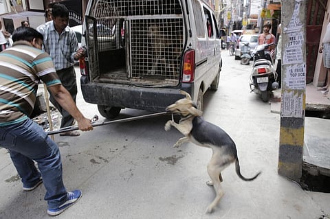 India will see 20,800 rabies deaths every year, says a study. Credit: Vikas Chaudhury/CSE 