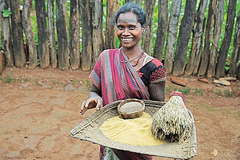 Laheri of Baiga tribe in Madhya Pradesh shows sikiya as a plant, and its whole and dehusked grains  (Photographs by Vikas Choudhary)