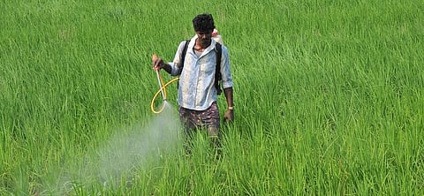 The ban applies to registration, import, manufacture, formulation, transport, sale and use of all these pesticides. Credit: Meeta Ahlawat