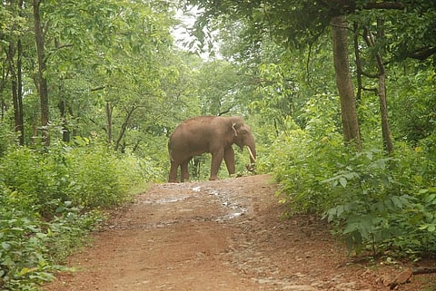Large swathes of forests in the Northeast are an abode for the Indian elephant. Credit: Agnimirh Basu/CSE 